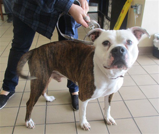 Pit Bull
