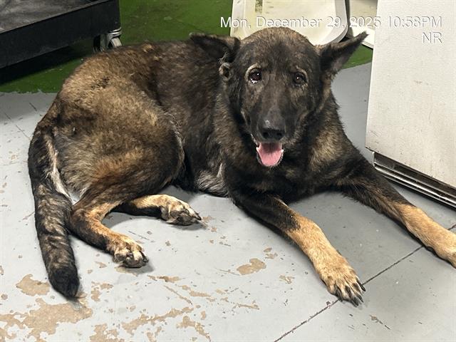 German Shepherd