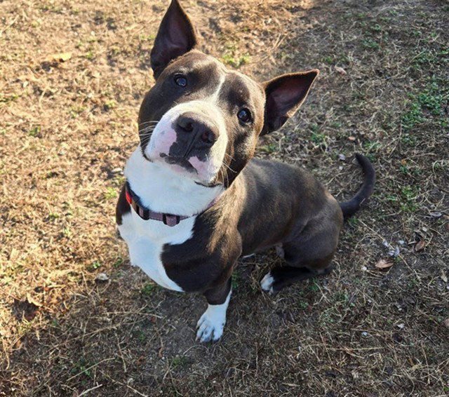 Pit Bull