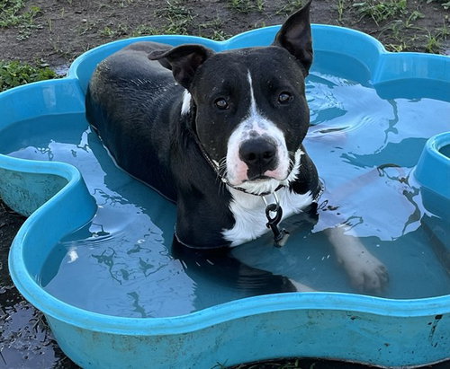 picture of the dog needing adoption