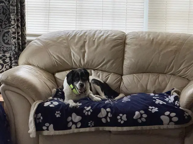 Milo - English Springer Spaniel