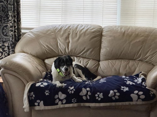 picture of the dog needing adoption