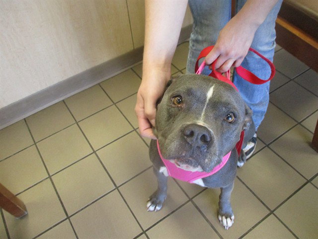 Pit Bull
