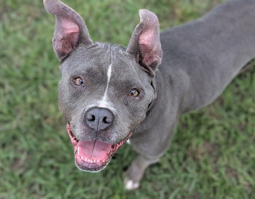 picture of the dog needing adoption