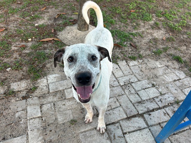 Australian Cattle Dog