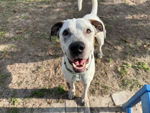 picture of the dog needing adoption