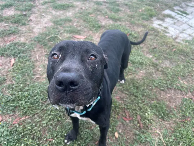 Chloe - American Staffordshire Terrier