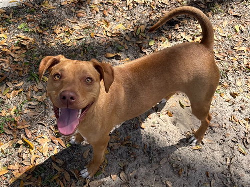 picture of the dog needing adoption