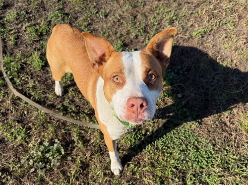 picture of the dog needing adoption