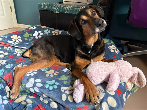 YUNA - Doberman Pinscher / Black and Tan Coonhound available for adoption
