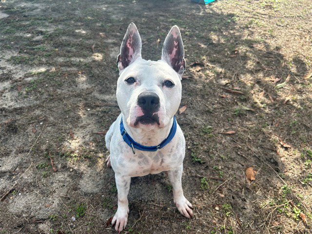 Pit Bull