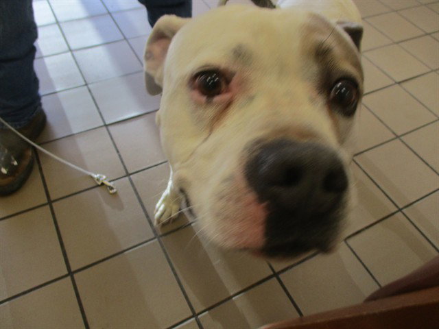 Bulldog