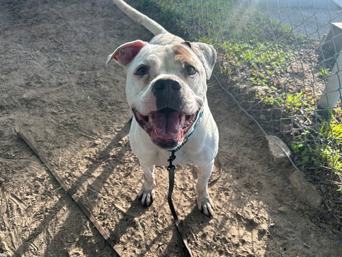 CHURRO, an adoptable American Bulldog in Ocala, FL