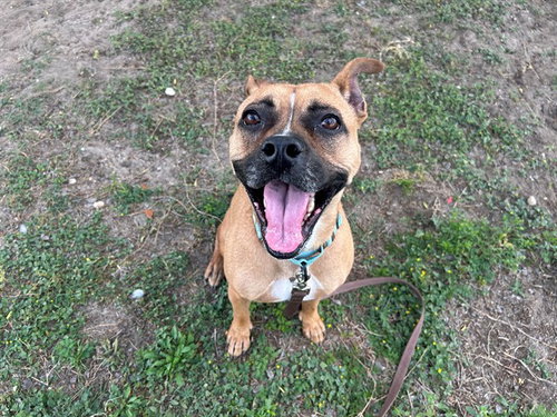 picture of the dog needing adoption