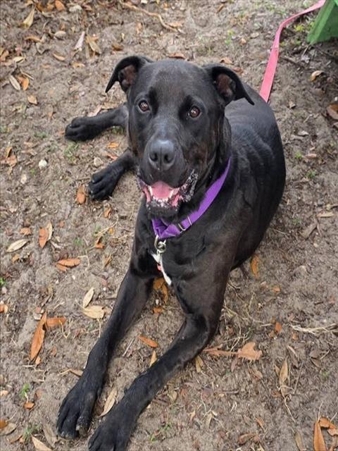 LUNA BEAR, an adoptable Labrador Retriever in Ocala, FL