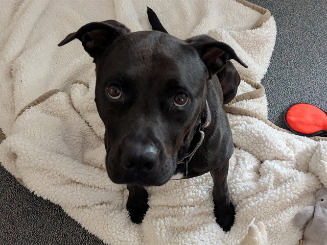 LUNA BEAR Image