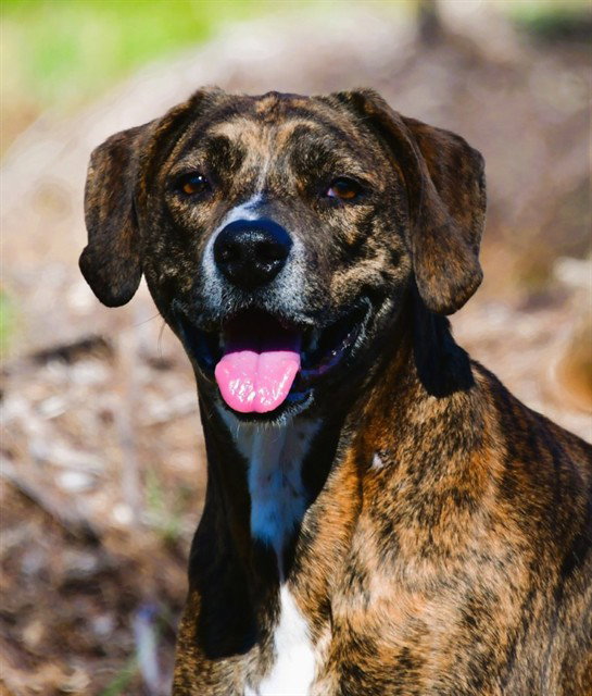 Hound