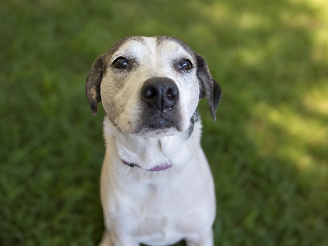 SADIE Image