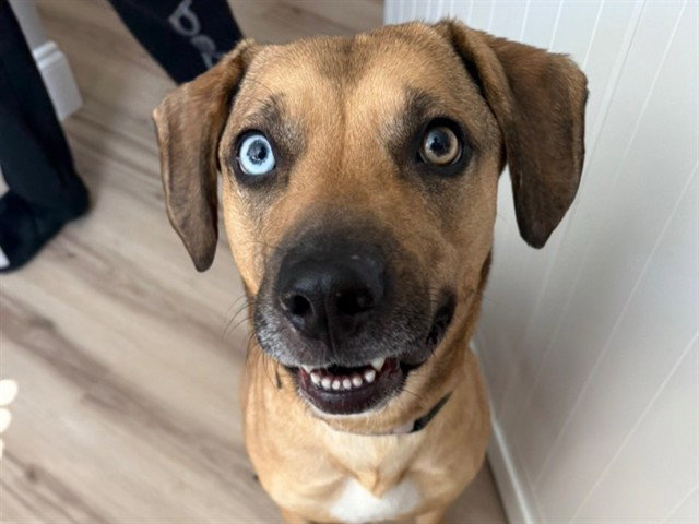 Black Mouth Cur