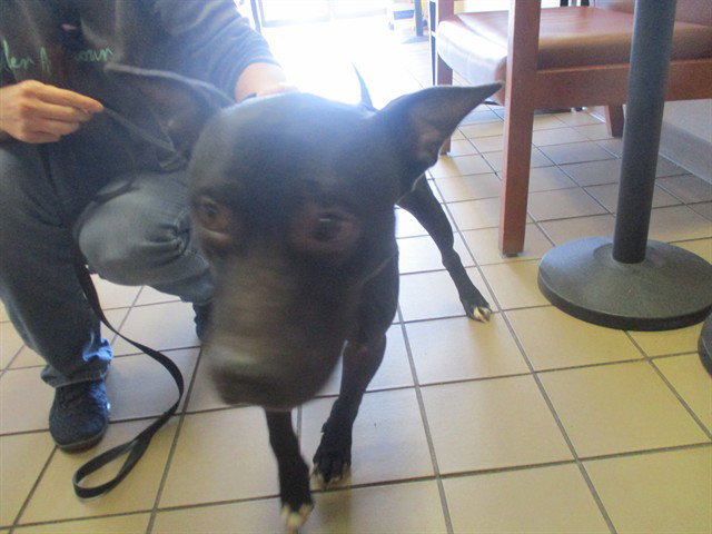 Pit Bull