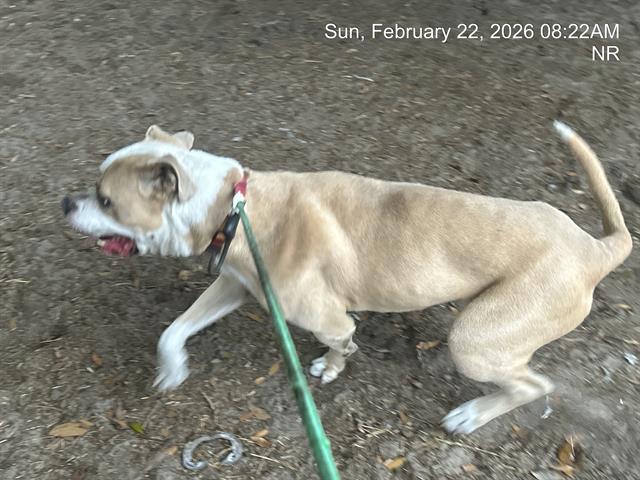 Bulldog