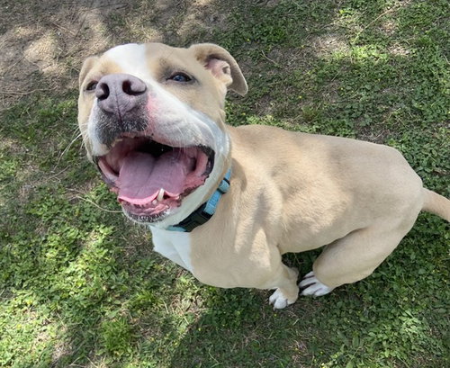 BOWSER, an adoptable American Bulldog in Ocala, FL