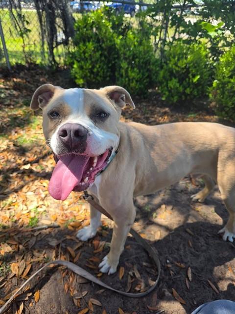 BOWSER, an adoptable American Bulldog in Ocala, FL