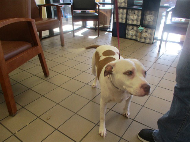 Pit Bull