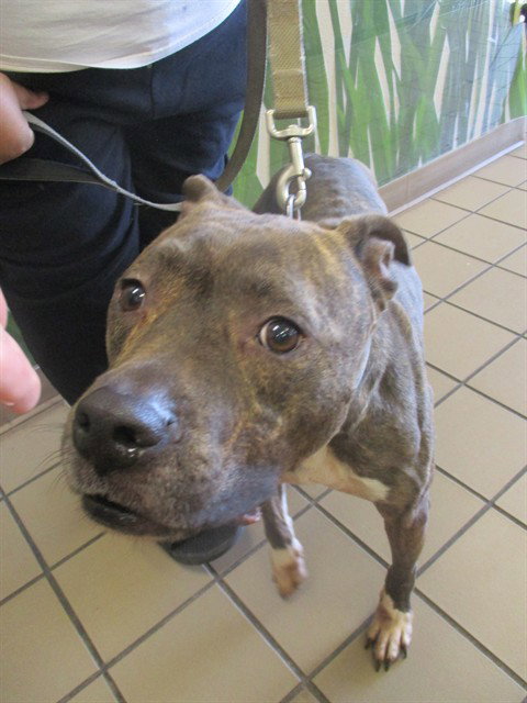 Pit Bull
