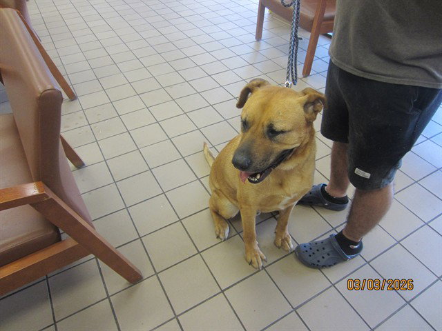 Black Mouth Cur