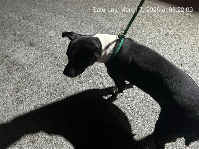 Pit Bull