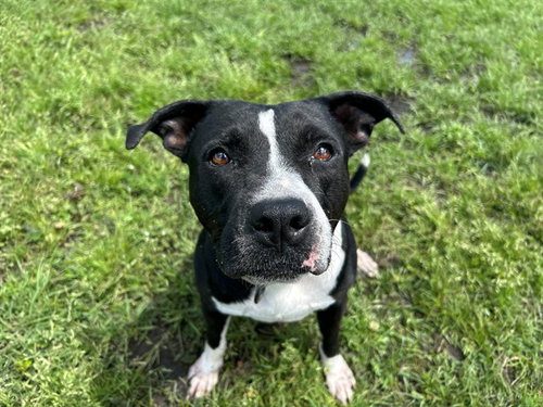 CUPCAKE, an adoptable American Staffordshire Terrier in Ocala, FL