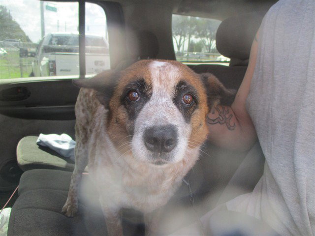 Australian Cattle Dog
