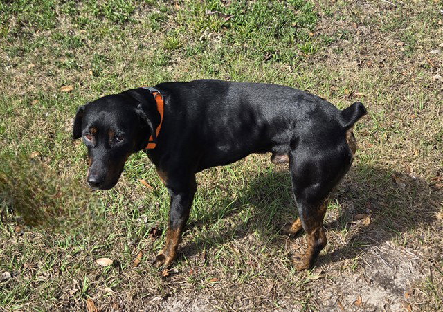 Rottweiler