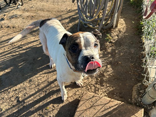 DARLA, an adoptable Boxer in Ocala, FL