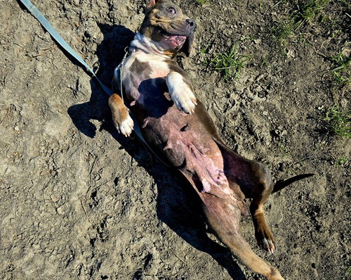ETHEL, an adoptable American Pit Bull Terrier in Ocala, FL
