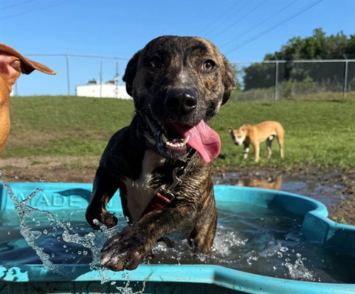 INEZ, an adoptable American Pit Bull Terrier in Ocala, FL