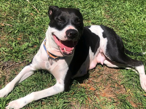 GLAMOUR, an adoptable Labrador Retriever in Ocala, FL