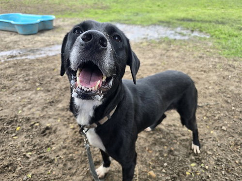 CLAIRE, an adoptable Labrador Retriever in Ocala, FL