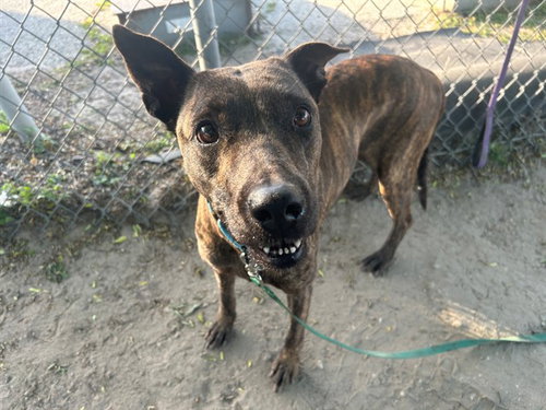 SKILLET, an adoptable Plott Hound in Ocala, FL