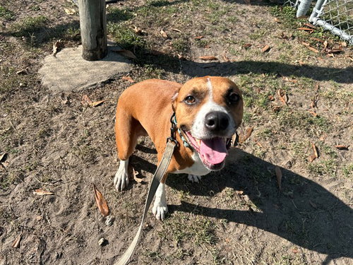 PEANUT, an adoptable Boxer in Ocala, FL