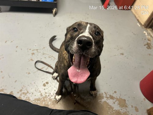 LUCY, an adoptable Dutch Shepherd in Ocala, FL