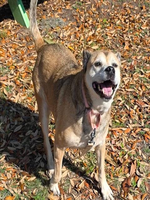 DAKOTA, an adoptable Labrador Retriever in Ocala, FL
