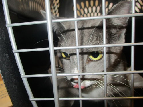DAISY, Young Domestic Short Hair (medium coat), cat for adoption in Ocoee, Florida