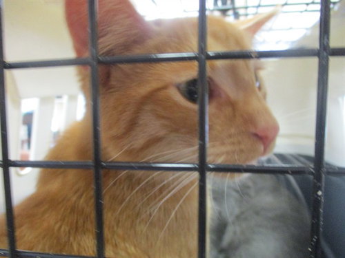 ROTINI, an adoptable Domestic Short Hair in Ocala, FL
