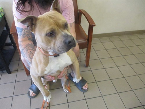 GRAHAM, an adoptable American Pit Bull Terrier in Ocala, FL