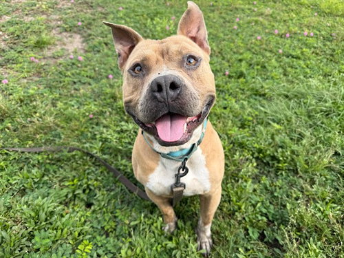 GRAHAM, an adoptable American Pit Bull Terrier in Ocala, FL