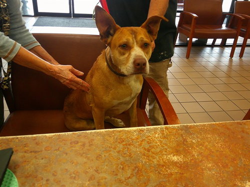 PEPPER, an adoptable Basenji in Ocala, FL