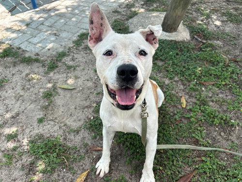 CHARLIE, an adoptable American Pit Bull Terrier in Ocala, FL