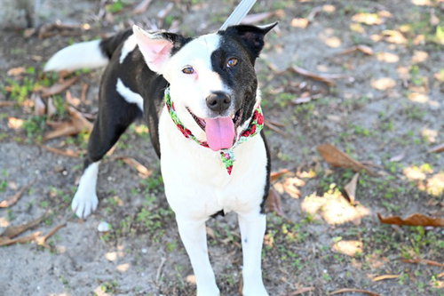 SERENITY, an adoptable Border Collie in Ocala, FL